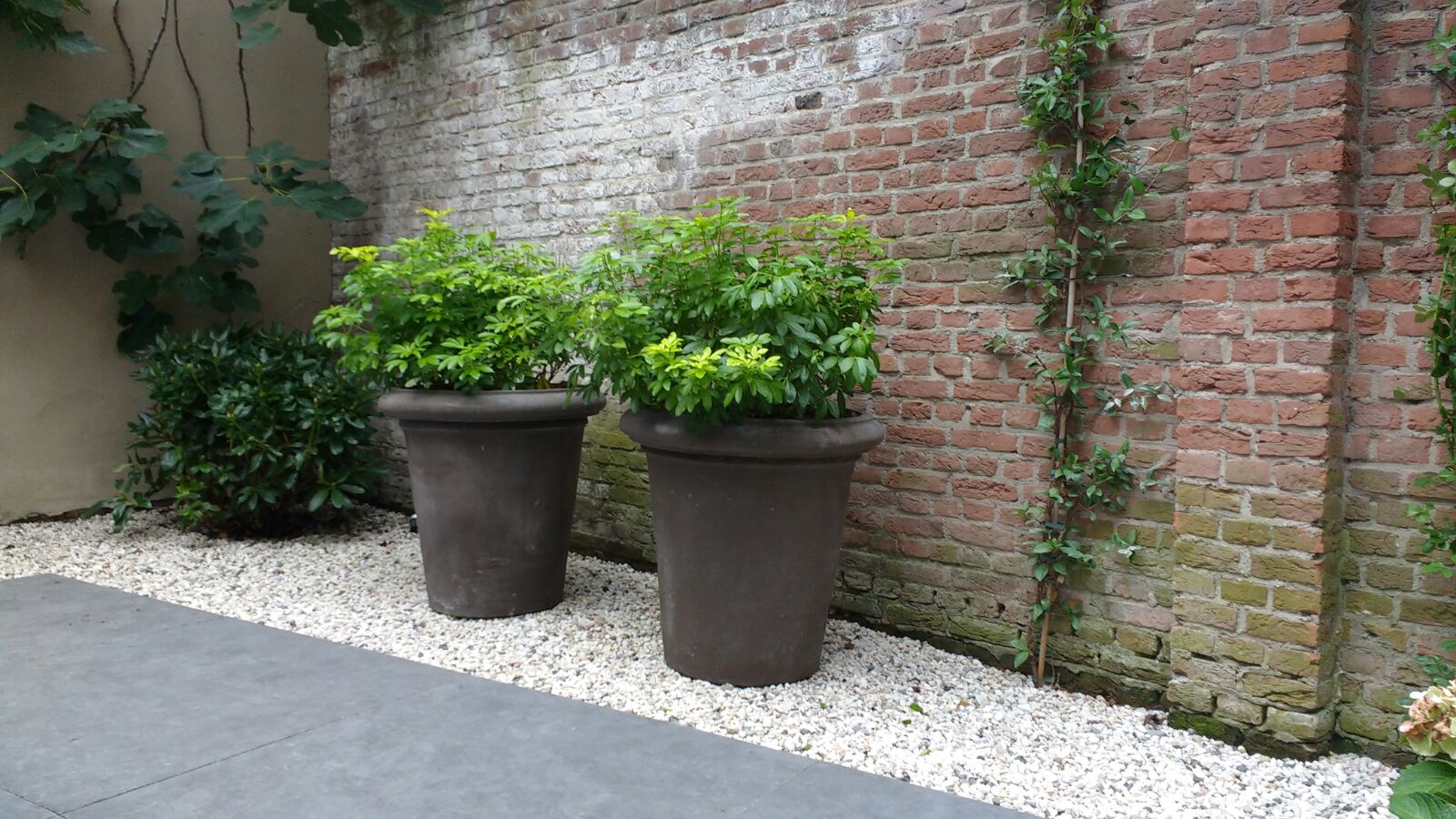 Tuinontwerp Leiden (2)