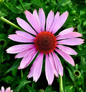 Echinacea
