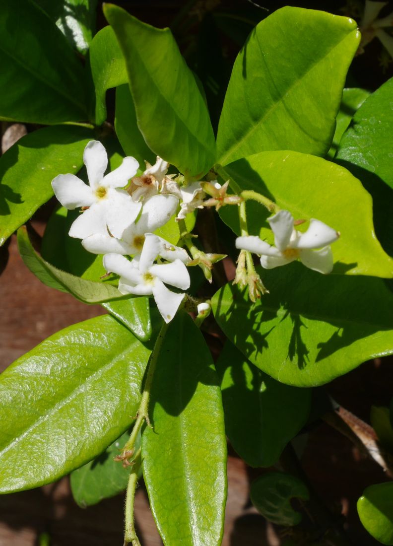 Trachelospermum jasminoides