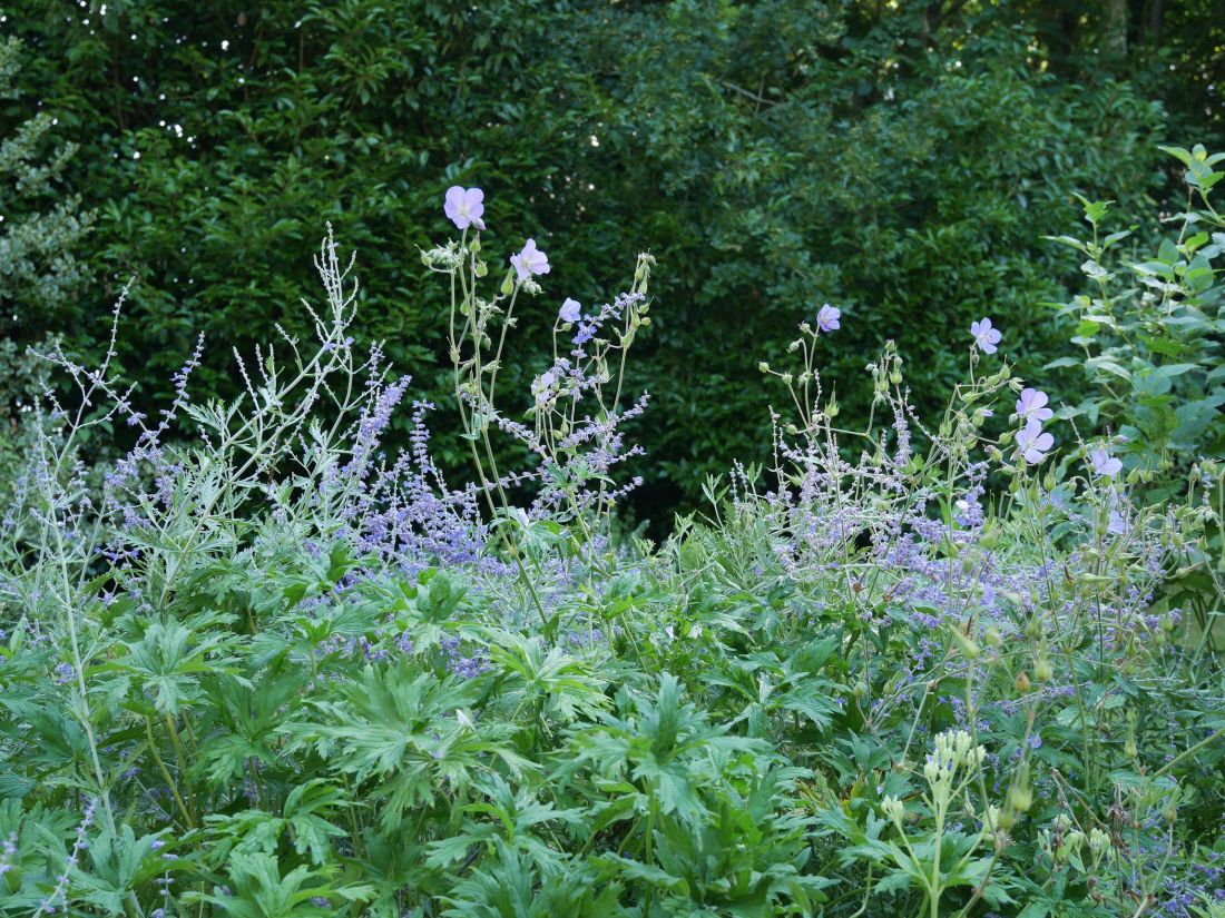 P1000664JPG